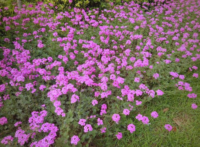 细叶美女樱如何控制花期?细叶美女樱冬天的修剪?-第1张图片-优品飞百科 细叶美女樱如何控制花期?细叶美女樱冬天的修剪?-第1张图片-优品飞百科