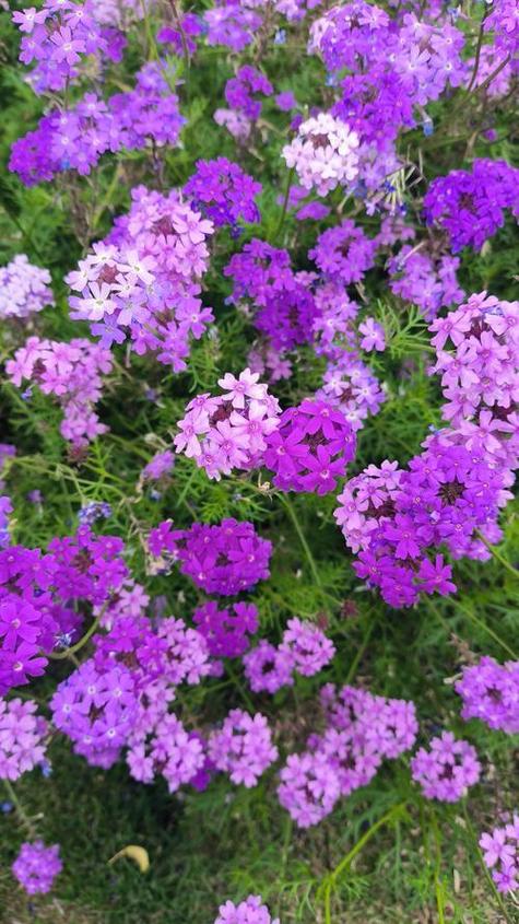 细叶美女樱如何控制花期?细叶美女樱冬天的修剪?-第2张图片-优品飞百科 细叶美女樱如何控制花期?细叶美女樱冬天的修剪?-第2张图片-优品飞百科