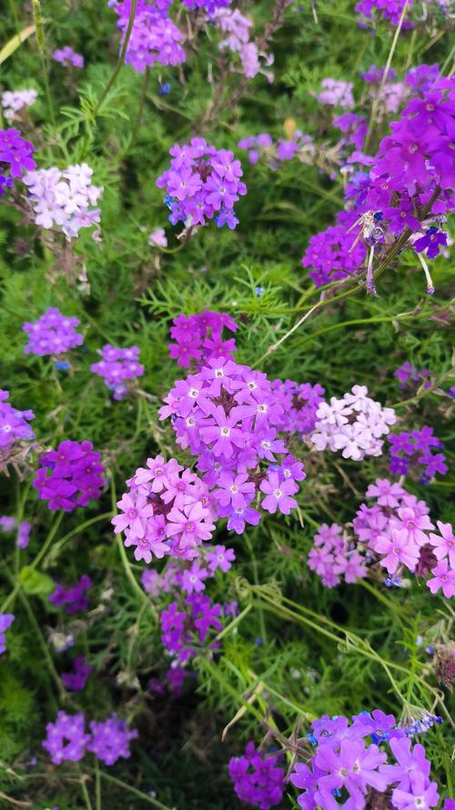 细叶美女樱如何控制花期?细叶美女樱冬天的修剪?-第3张图片-优品飞百科 细叶美女樱如何控制花期?细叶美女樱冬天的修剪?-第3张图片-优品飞百科