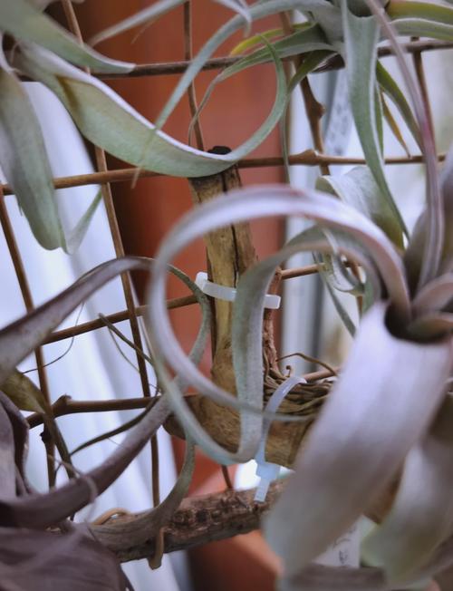 菠萝树怎么种？菠萝树怎样种？-第3张图片-优品飞百科