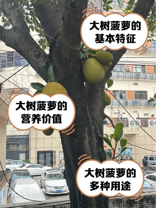 菠萝树怎么种？菠萝树怎样种？-第4张图片-优品飞百科