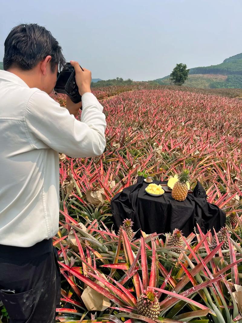 菠萝树怎么种？菠萝树怎样种？-第5张图片-优品飞百科