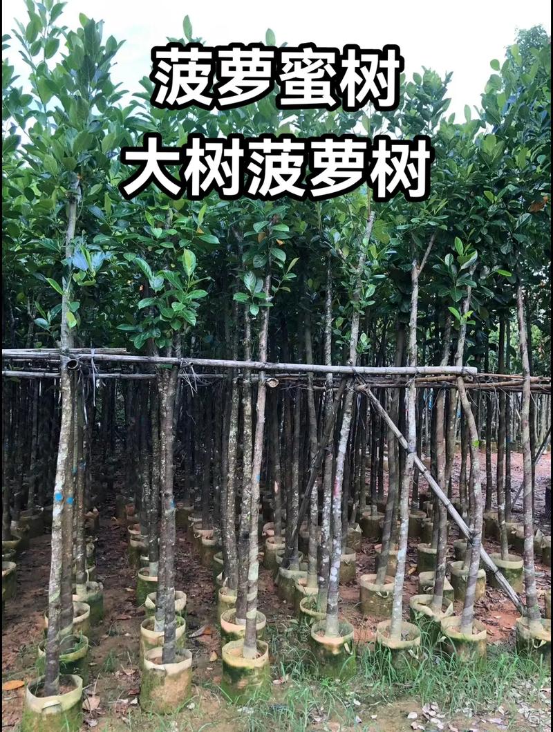 菠萝树怎么种？菠萝树怎样种？-第7张图片-优品飞百科