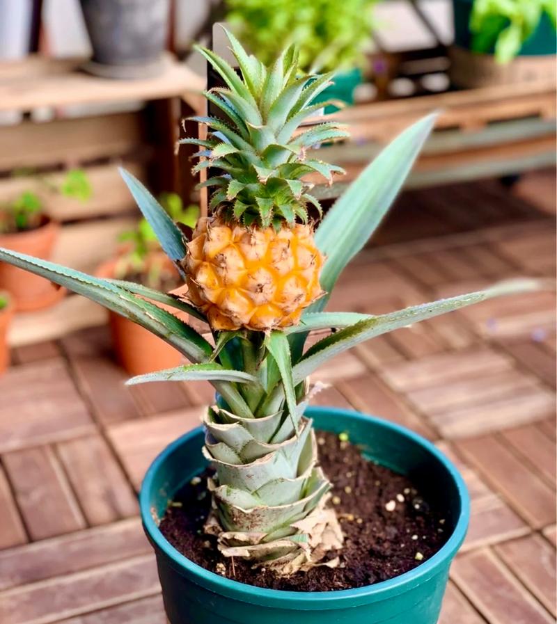 菠萝树怎么种？菠萝树怎样种？-第8张图片-优品飞百科