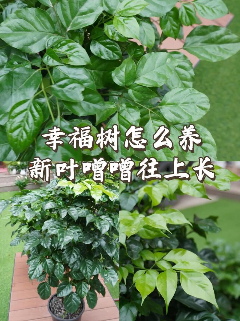 幸福树怎么移植才能活,幸福树如何移植-第2张图片-优品飞百科 幸福树怎么移植才能活,幸福树如何移植-第2张图片-优品飞百科