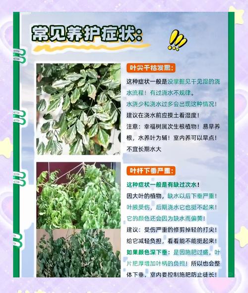 幸福树怎么移植才能活,幸福树如何移植-第3张图片-优品飞百科 幸福树怎么移植才能活,幸福树如何移植-第3张图片-优品飞百科