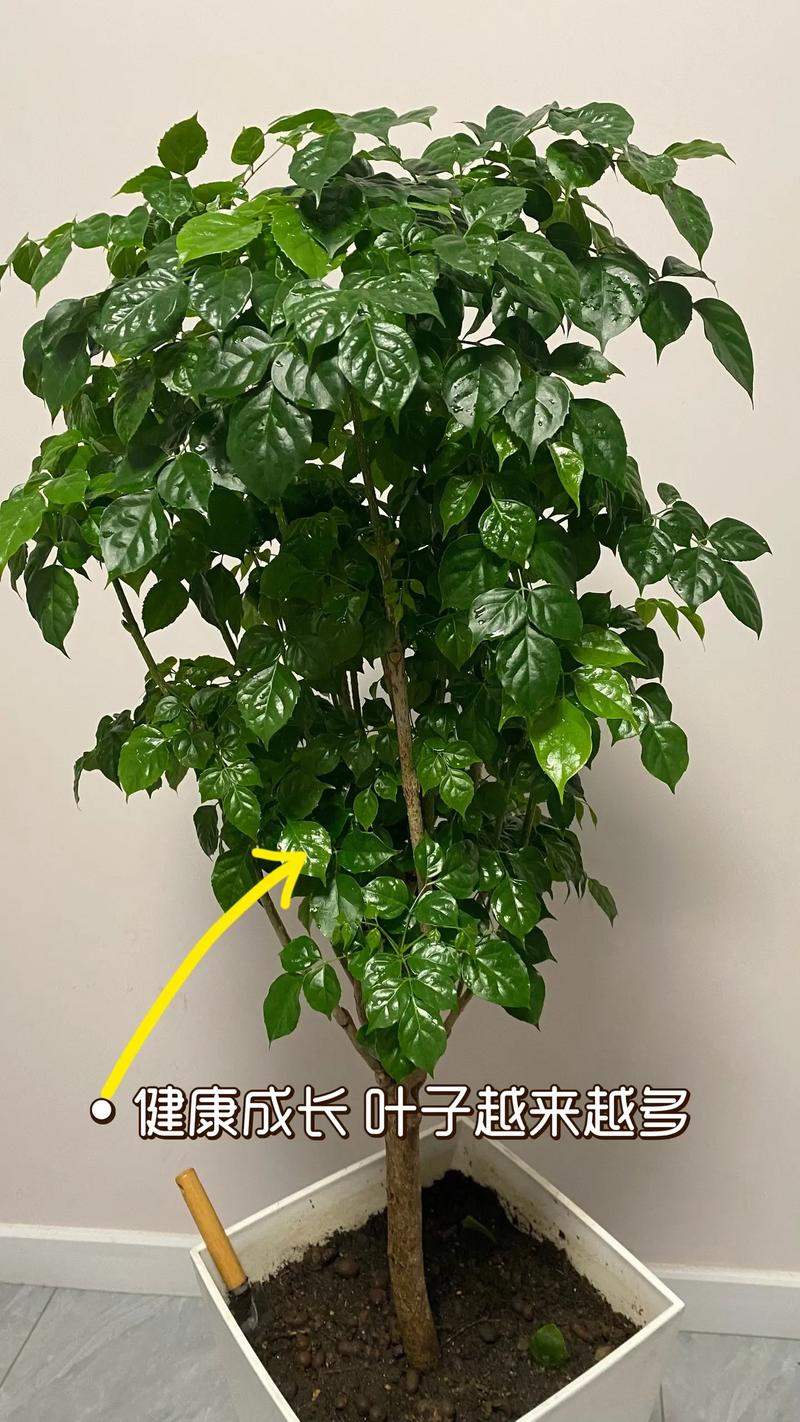 幸福树怎么移植才能活,幸福树如何移植-第4张图片-优品飞百科 幸福树怎么移植才能活,幸福树如何移植-第4张图片-优品飞百科