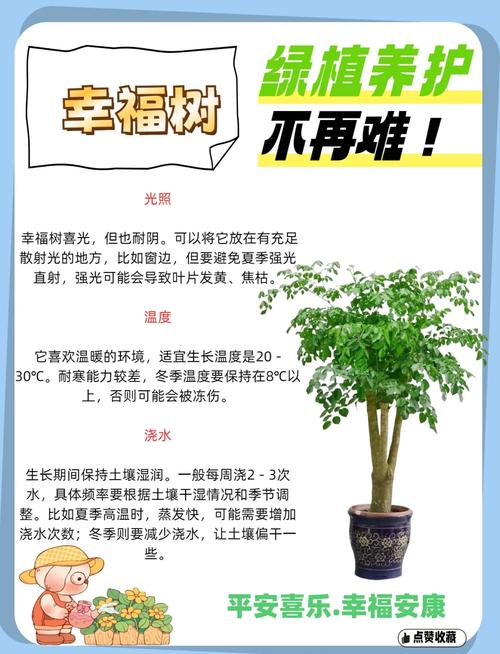 幸福树怎么移植才能活,幸福树如何移植-第5张图片-优品飞百科 幸福树怎么移植才能活,幸福树如何移植-第5张图片-优品飞百科