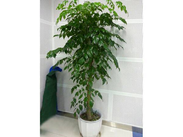 幸福树怎么移植才能活,幸福树如何移植-第6张图片-优品飞百科 幸福树怎么移植才能活,幸福树如何移植-第6张图片-优品飞百科