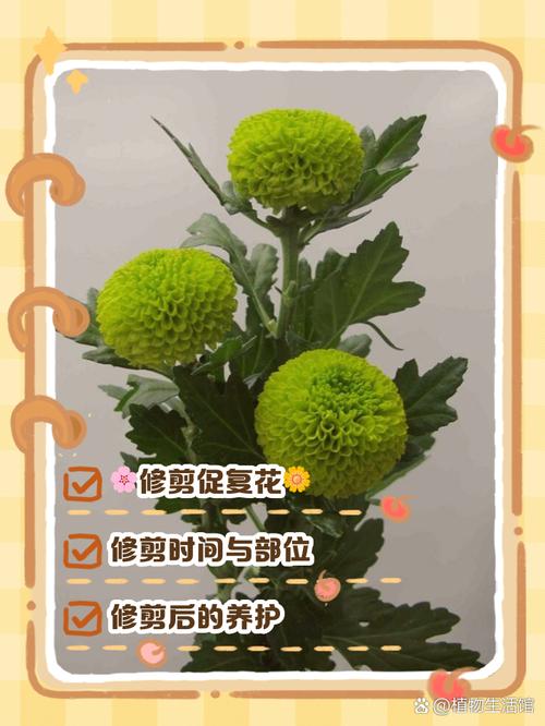 盆栽的乒乓菊怎么修剪，乒乓菊生长期如何修剪？-第2张图片-优品飞百科