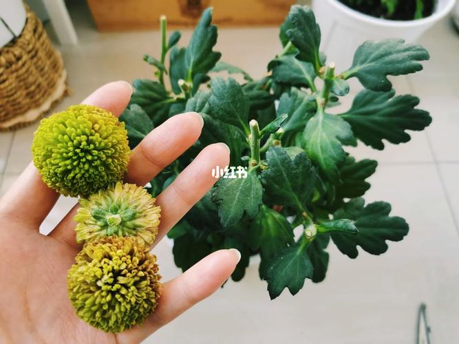 盆栽的乒乓菊怎么修剪，乒乓菊生长期如何修剪？-第1张图片-优品飞百科