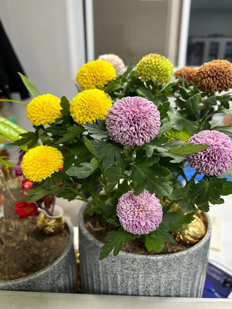 盆栽的乒乓菊怎么修剪，乒乓菊生长期如何修剪？-第3张图片-优品飞百科