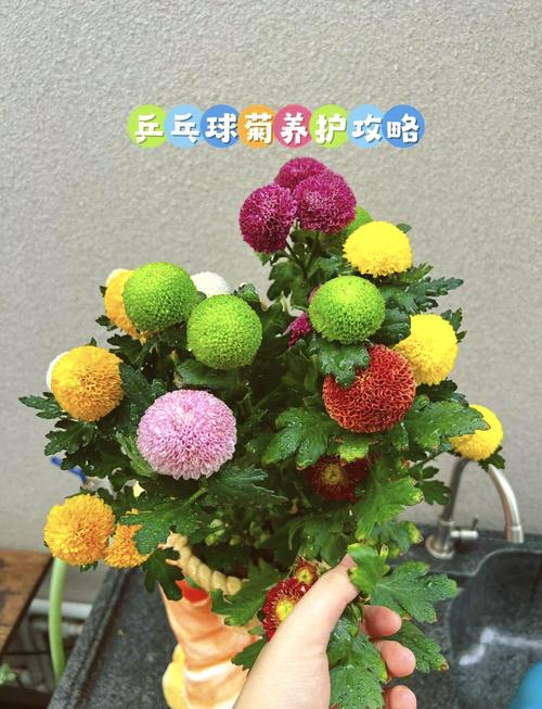 盆栽的乒乓菊怎么修剪，乒乓菊生长期如何修剪？-第4张图片-优品飞百科