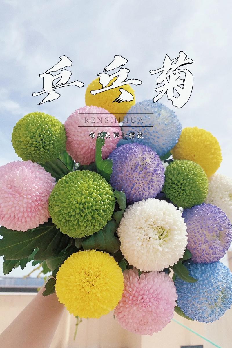 盆栽的乒乓菊怎么修剪，乒乓菊生长期如何修剪？-第5张图片-优品飞百科