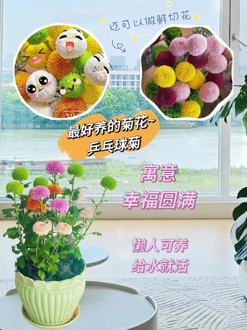 盆栽的乒乓菊怎么修剪，乒乓菊生长期如何修剪？-第6张图片-优品飞百科