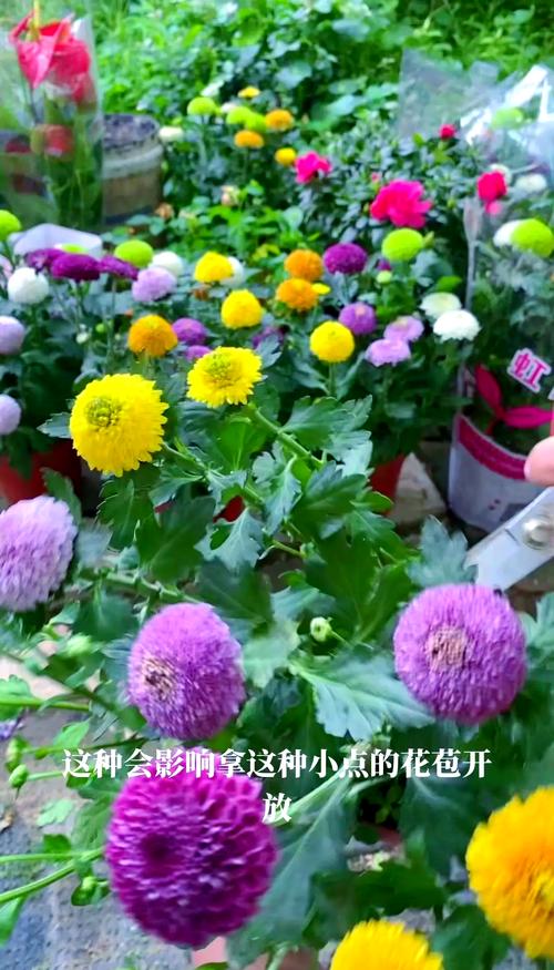 盆栽的乒乓菊怎么修剪，乒乓菊生长期如何修剪？-第7张图片-优品飞百科