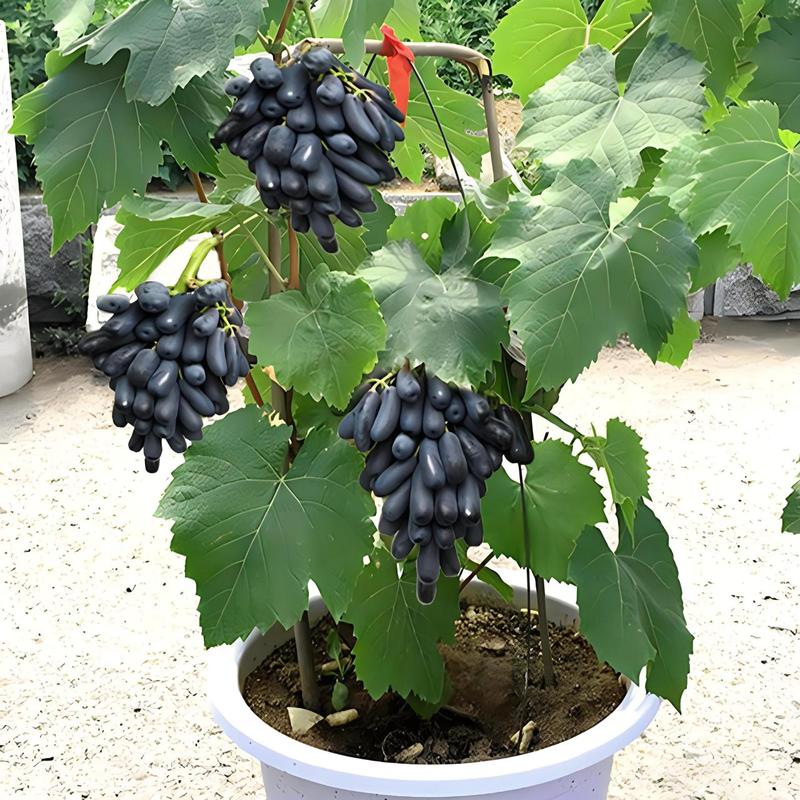 盆栽葡萄要施什么肥料，盆栽葡萄怎么施肥施什么肥好？