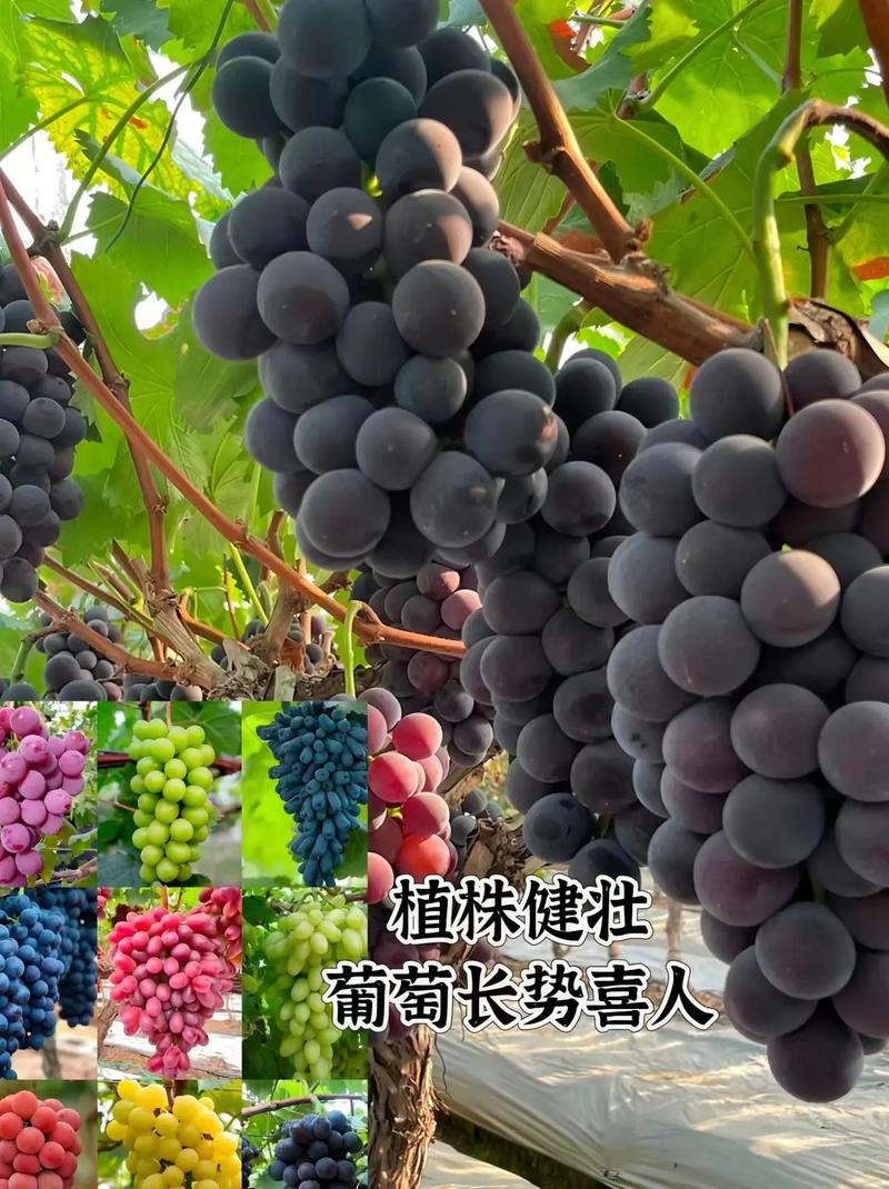 盆栽葡萄要施什么肥料,盆栽葡萄怎么施肥施什么肥好?-第2张图片-优品飞百科 盆栽葡萄要施什么肥料,盆栽葡萄怎么施肥施什么肥好?-第2张图片-优品飞百科