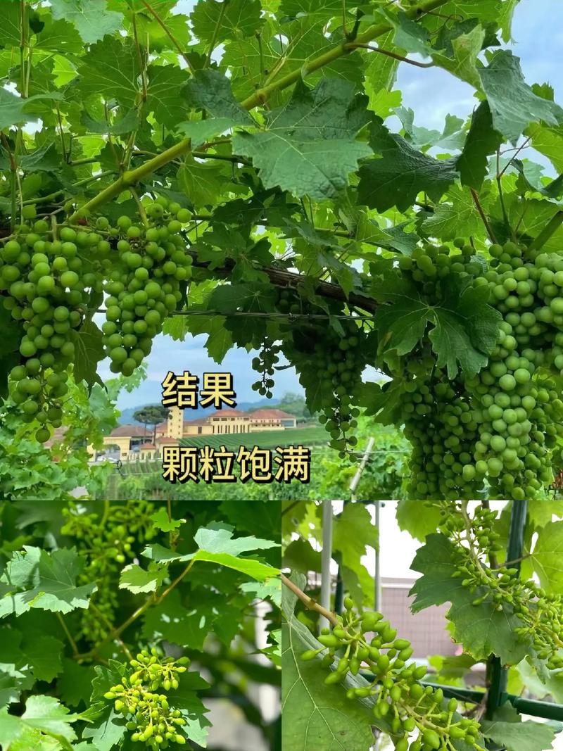 盆栽葡萄要施什么肥料,盆栽葡萄怎么施肥施什么肥好?-第4张图片-优品飞百科 盆栽葡萄要施什么肥料,盆栽葡萄怎么施肥施什么肥好?-第4张图片-优品飞百科