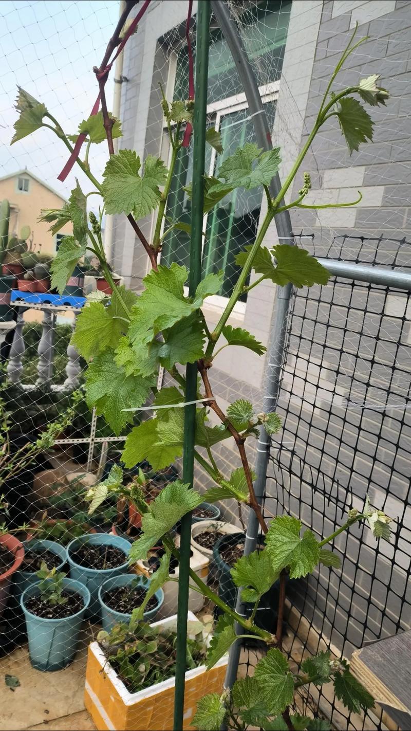 盆栽葡萄要施什么肥料,盆栽葡萄怎么施肥施什么肥好?-第6张图片-优品飞百科 盆栽葡萄要施什么肥料,盆栽葡萄怎么施肥施什么肥好?-第6张图片-优品飞百科