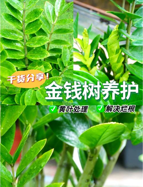 怎么让金钱树快长新芽，怎么让金钱树长高？-第3张图片-优品飞百科