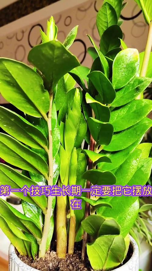 怎么让金钱树快长新芽，怎么让金钱树长高？-第4张图片-优品飞百科