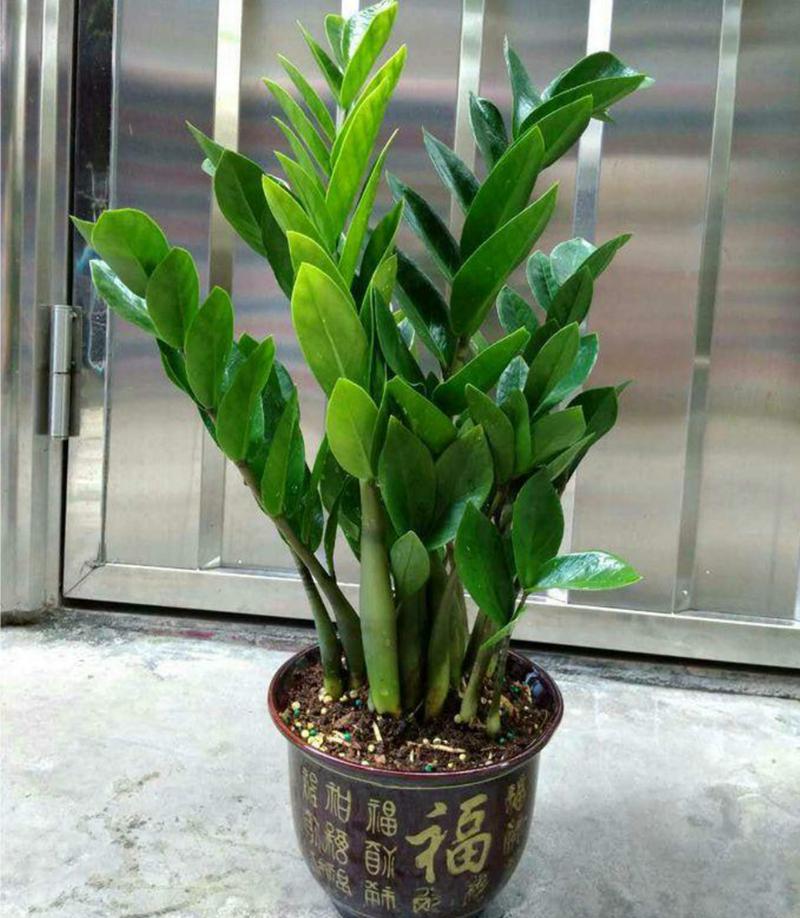 怎么让金钱树快长新芽，怎么让金钱树长高？-第5张图片-优品飞百科