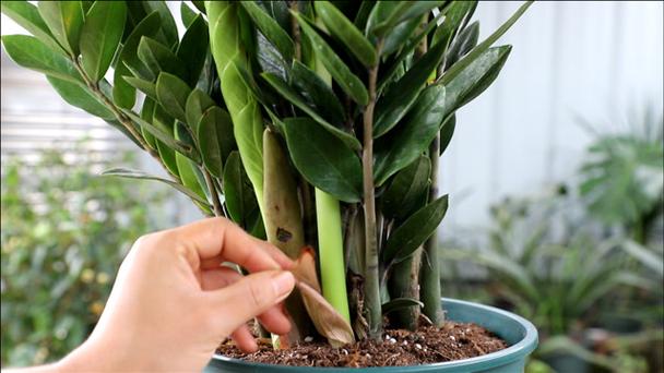 怎么让金钱树快长新芽，怎么让金钱树长高？-第7张图片-优品飞百科