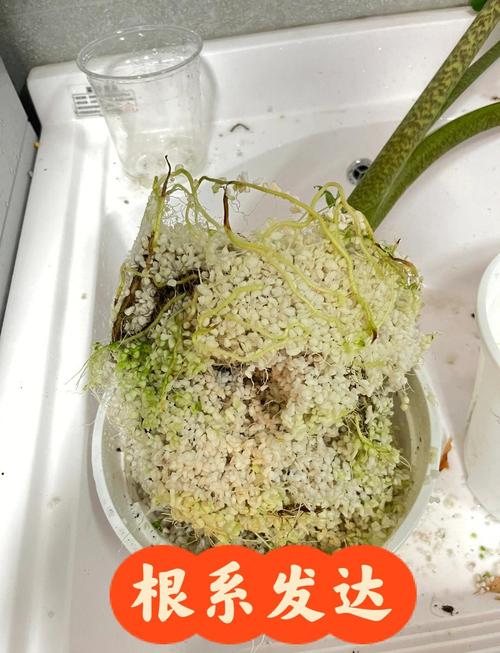 水培烂根一招全消灭，水培花卉烂根怎么办？