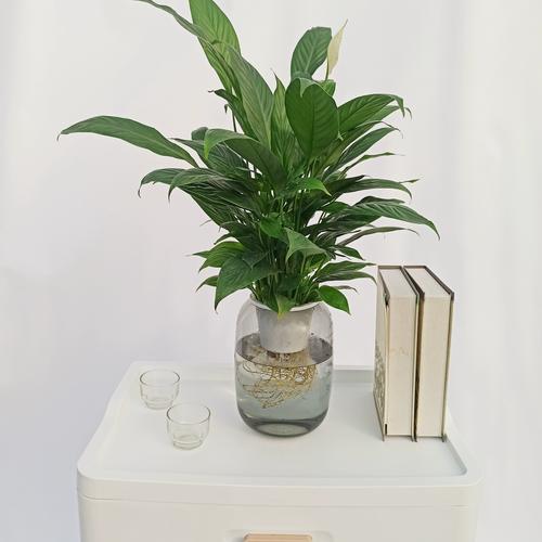 水培烂根一招全消灭，水培花卉烂根怎么办？-第2张图片-优品飞百科