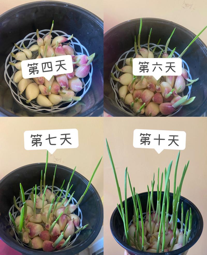 水培烂根一招全消灭，水培花卉烂根怎么办？-第3张图片-优品飞百科