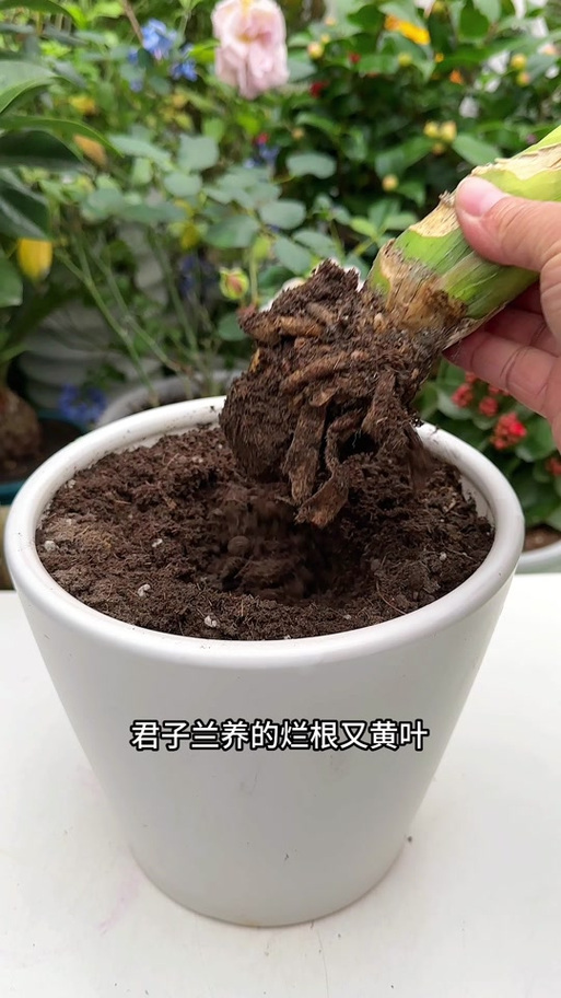 水培烂根一招全消灭，水培花卉烂根怎么办？-第4张图片-优品飞百科