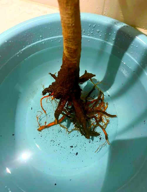 水培烂根一招全消灭，水培花卉烂根怎么办？-第5张图片-优品飞百科