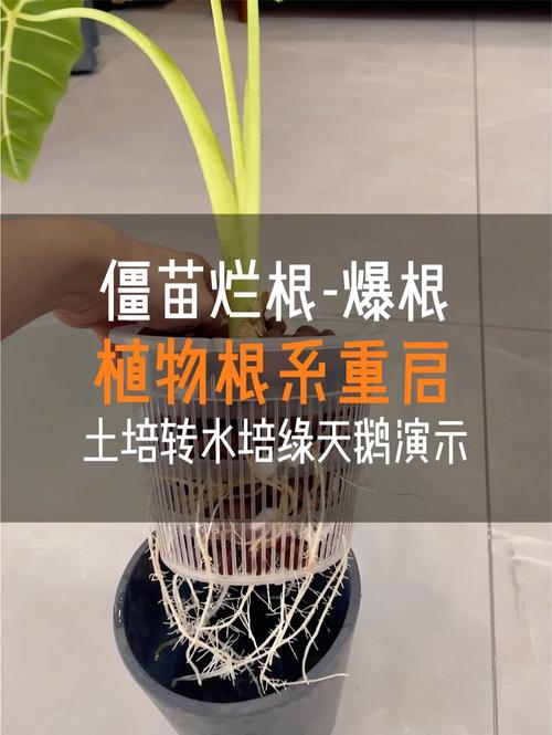 水培烂根一招全消灭，水培花卉烂根怎么办？-第6张图片-优品飞百科