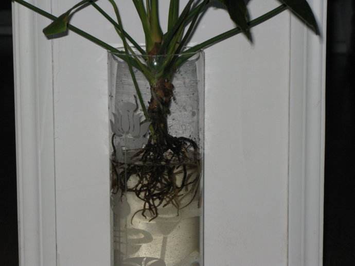 水培烂根一招全消灭，水培花卉烂根怎么办？-第7张图片-优品飞百科