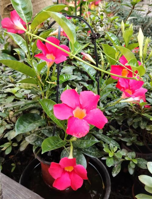 飘香藤冬天怎么养，飘香藤冬天怎么养才能安全过冬?-第1张图片-优品飞百科