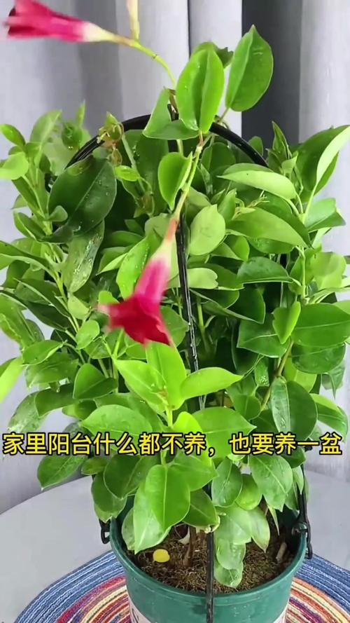 飘香藤冬天怎么养，飘香藤冬天怎么养才能安全过冬?-第2张图片-优品飞百科