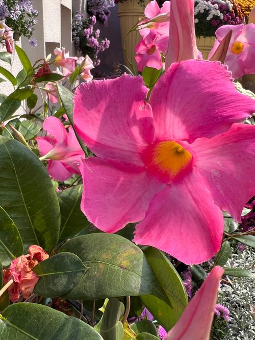 飘香藤冬天怎么养，飘香藤冬天怎么养才能安全过冬?-第3张图片-优品飞百科