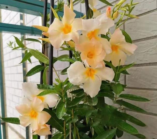 飘香藤冬天怎么养，飘香藤冬天怎么养才能安全过冬?-第4张图片-优品飞百科