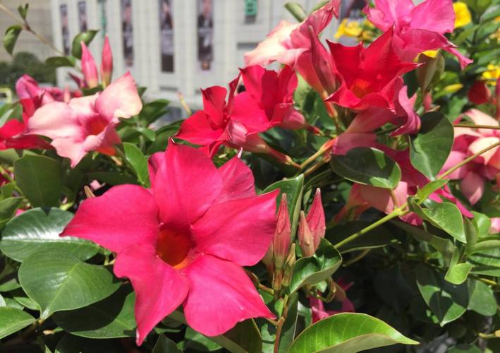 飘香藤冬天怎么养，飘香藤冬天怎么养才能安全过冬?-第5张图片-优品飞百科