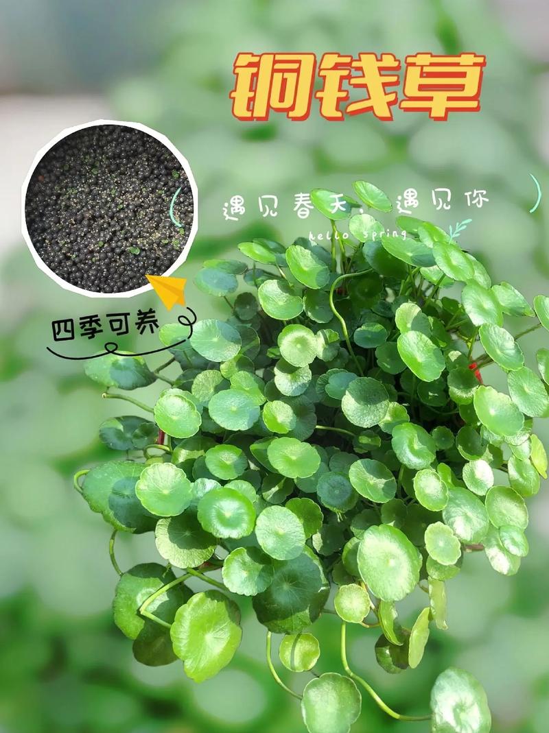 铜钱草多久浇一次水?铜钱草最怕的三种水?-第2张图片-优品飞百科 铜钱草多久浇一次水?铜钱草最怕的三种水?-第2张图片-优品飞百科