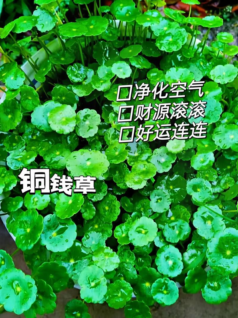 铜钱草多久浇一次水?铜钱草最怕的三种水?-第3张图片-优品飞百科 铜钱草多久浇一次水?铜钱草最怕的三种水?-第3张图片-优品飞百科