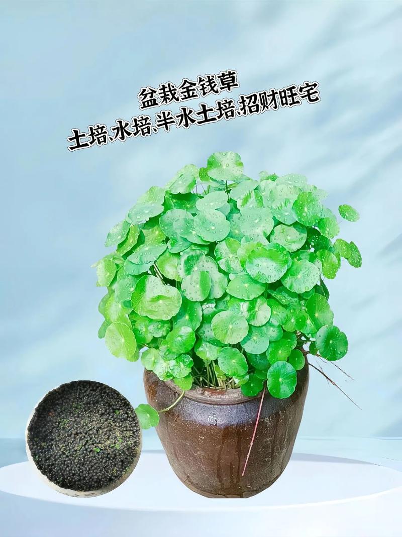 铜钱草多久浇一次水?铜钱草最怕的三种水?-第4张图片-优品飞百科 铜钱草多久浇一次水?铜钱草最怕的三种水?-第4张图片-优品飞百科