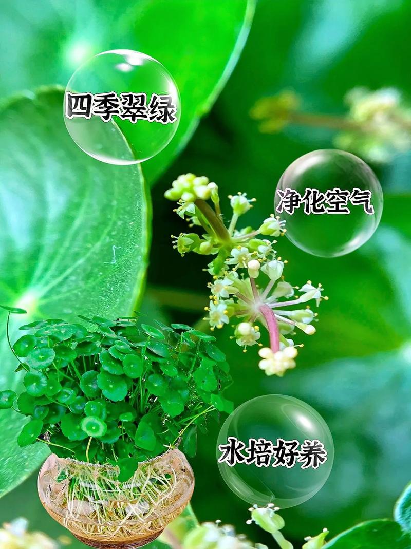 铜钱草多久浇一次水?铜钱草最怕的三种水?-第5张图片-优品飞百科 铜钱草多久浇一次水?铜钱草最怕的三种水?-第5张图片-优品飞百科