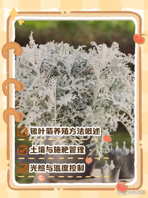 银叶菊怎么养，银叶菊怎么养才能开花-第1张图片-优品飞百科