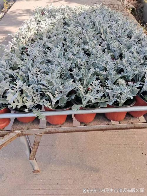 银叶菊怎么养，银叶菊怎么养才能开花-第2张图片-优品飞百科