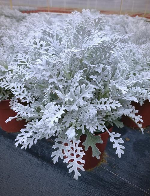 银叶菊怎么养，银叶菊怎么养才能开花-第4张图片-优品飞百科