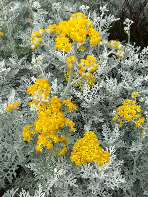 银叶菊怎么养，银叶菊怎么养才能开花-第5张图片-优品飞百科