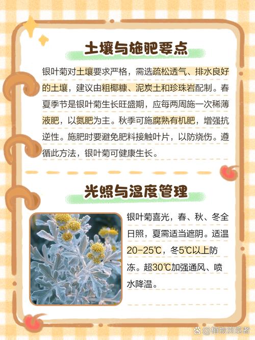 银叶菊怎么养，银叶菊怎么养才能开花-第6张图片-优品飞百科