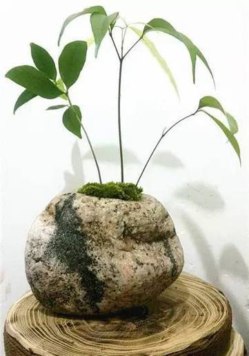 盆里放点这个，盆里放点这个字念什么-第3张图片-优品飞百科